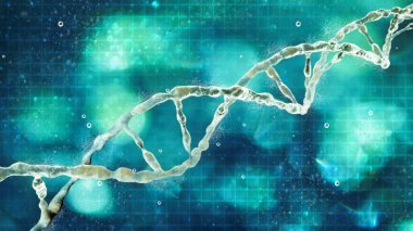 DNA deoksiribonükleik asit nükleotit büyüme, gelişme, işleyişi ve bilinen tüm canlılar ve birçok virüs üreme kullanılan genetik talimatları taşıyan bir iplik gibi zincir var. DNA sarmalı 