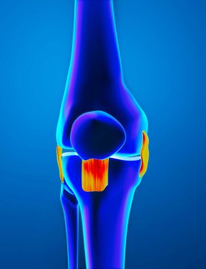 İltihap, burkulmuş diz bağları. Uyluk kemiği, toka ve diz kapağı ön taraftan görüldü. Röntgen, anatomi, kemikler, insan vücudu. 3d hazırlayıcı