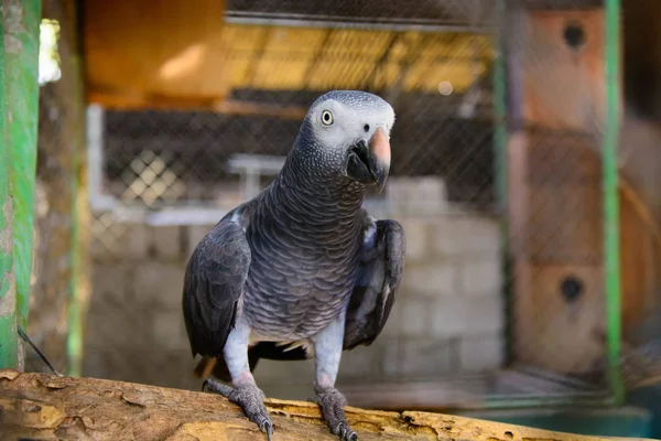 African Gray Parrot sitting on branch