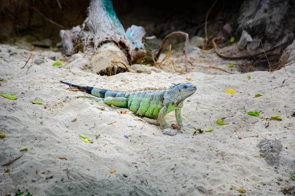 站在沙滩上的绿色蜥蜴 — 图库照片