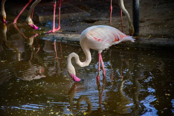 Greater Flamingo Wody Pitnej — Zdjęcie stockowe