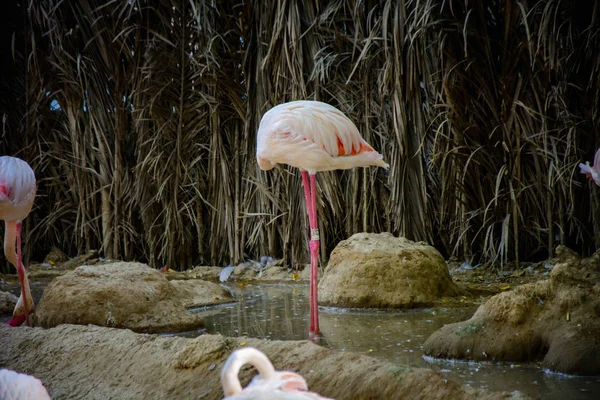 Greater Flamingo Ukrywanie Głowy — Zdjęcie stockowe