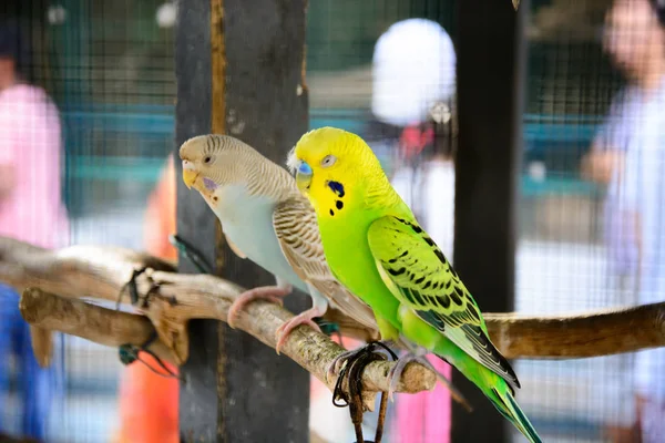 Piękne Papuga Siedzi Gałęzi — Zdjęcie stockowe