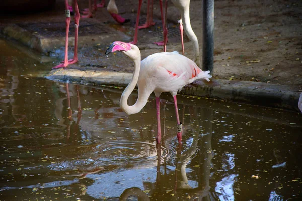 Greater Flamingo Patrząc Stojąc Wewnątrz Stawu — Zdjęcie stockowe