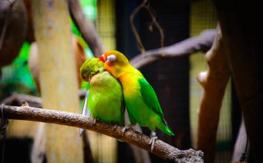 Ağaç dalı aşk kuşlar