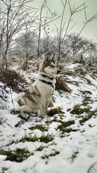 Kardaki köpek.