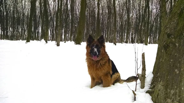 Kardaki köpek.