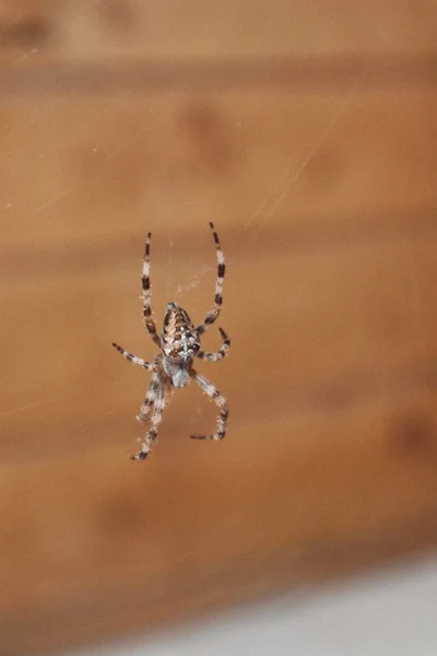 Große Spinne Nahaufnahme — Stockfoto