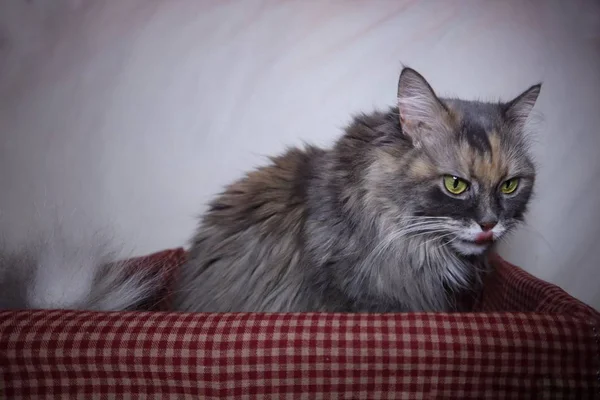 Hermoso Gris Esponjoso Gato Resto Cesta Sobre Blanco Fondo — Foto de Stock