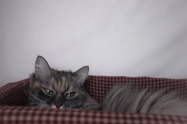 Schöne Graue Flauschige Katzenruhe Einem Korb Auf Weißem Hintergrund — Stockfoto