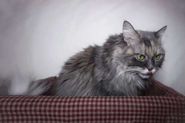 Beau Chat Gris Moelleux Repose Dans Panier Sur Fond Blanc — Photo