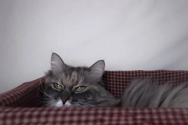 美丽的灰色蓬松的猫休息在一个篮子上的白色背景 — 图库照片