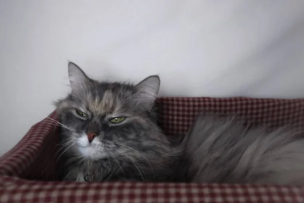 Schöne Graue Flauschige Katzenruhe Einem Korb Auf Weißem Hintergrund — Stockfoto