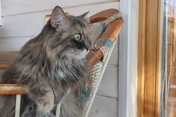 Gato Cinza Fofo Bonito Com Olhos Verdes Senta Uma Cadeira — Fotografia de Stock