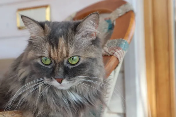 Hermoso Peludo Gris Gato Con Verde Ojos Sienta Silla Cloes —  Fotos de Stock