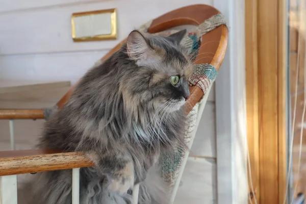 Hermoso Peludo Gris Gato Con Verde Ojos Sienta Silla Cloes —  Fotos de Stock