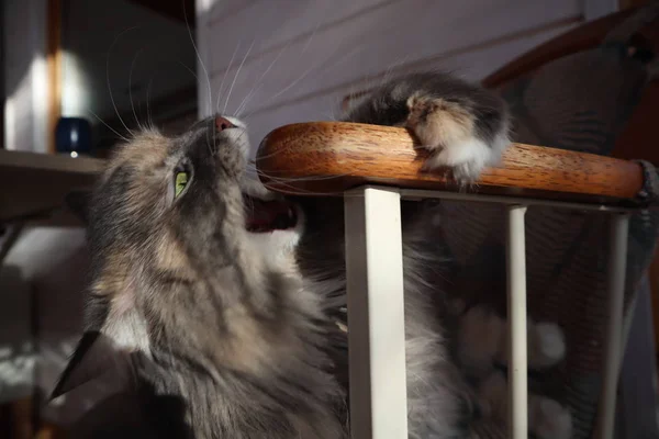 Beau Chat Gris Moelleux Aux Yeux Verts Assoit Dans Une — Photo