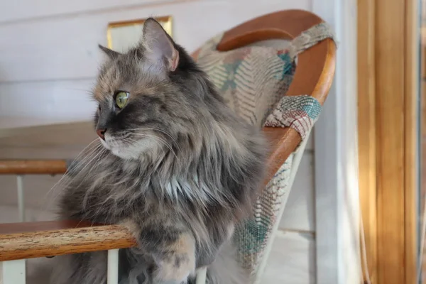 Gato Cinza Fofo Bonito Com Olhos Verdes Senta Uma Cadeira — Fotografia de Stock