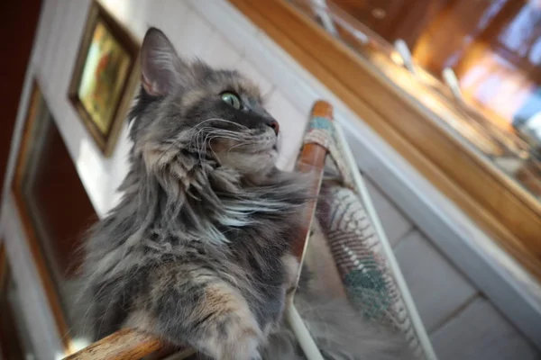 Schöne Flauschige Graue Katze Mit Grünen Augen Sitzt Auf Einem — Stockfoto