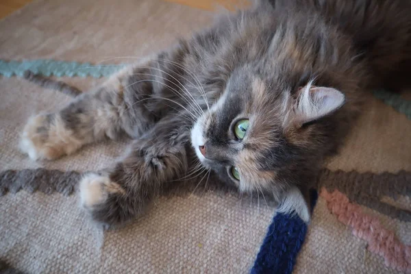 Porträtt Katt Vackra Fluffig Grå Katt Med Gröna Ögon Cloes — Stockfoto