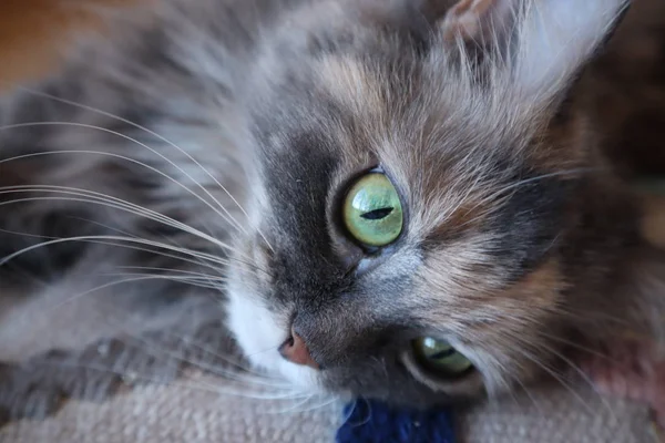 Portrét Kočky Krásné Nadýchané Šedá Kočka Zelenýma Očima Cloes Nahoru — Stock fotografie
