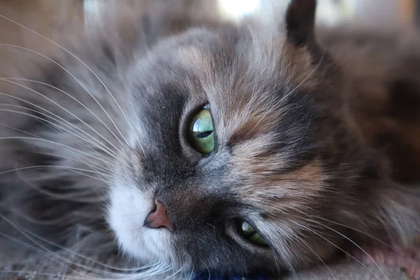 Retrato Gato Hermoso Peludo Gato Gris Con Ojos Verdes Cloes —  Fotos de Stock