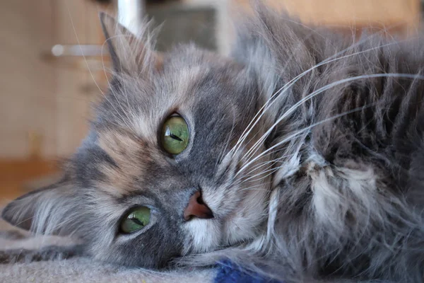 Portrait Cat Beautiful Fluffy Grey Cat Green Eyes Cloes — Stock Photo, Image