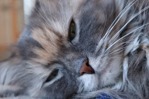 Portrait Cat Beautiful Fluffy Grey Cat Green Eyes Cloes — Stock Photo, Image