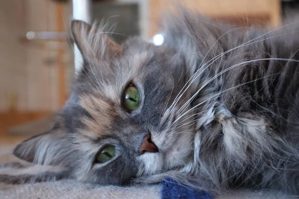 Porträtt Katt Vackra Fluffig Grå Katt Med Gröna Ögon Cloes — Stockfoto