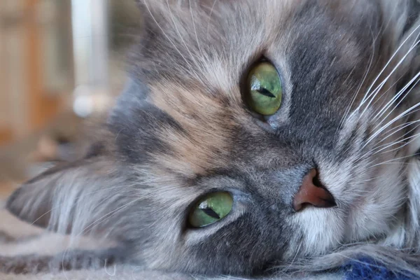 Retrato Gato Hermoso Peludo Gato Gris Con Ojos Verdes Cloes —  Fotos de Stock
