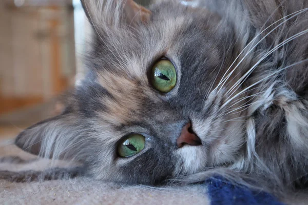 Porträtt Katt Vackra Fluffig Grå Katt Med Gröna Ögon Cloes — Stockfoto