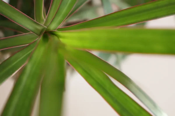 Heimatpalme Grüne Blätter Aus Nächster Nähe — Stockfoto