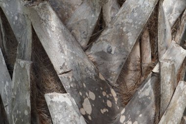 Palmiye ağacı doku kabuğu yakın çekim