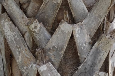 Palmiye ağacı doku kabuğu yakın çekim