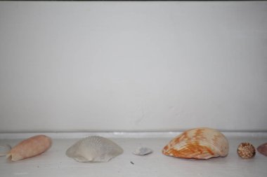 Beyaz bir arka plan üzerinde küçük deniz kabuklarını