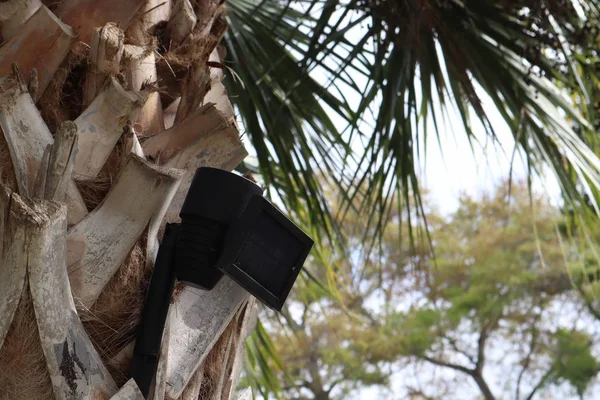 light sensor hanging on the bark of a palm tree