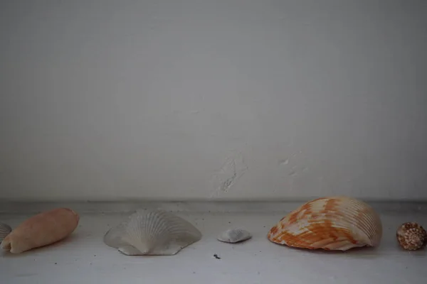 Small Seashells White Background — Stock Photo, Image