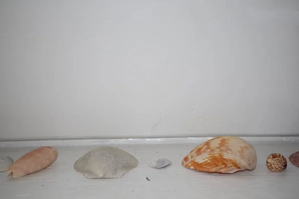 白色背景上的小贝壳 — 图库照片