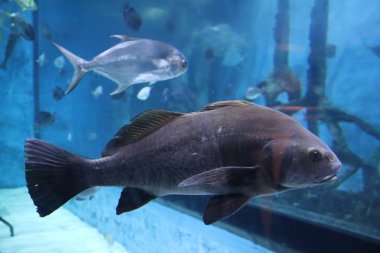 Akvaryumdaki tropikal balıklar