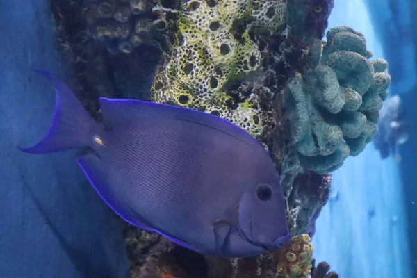 Tropical Fish Aquarium — Stock Photo, Image