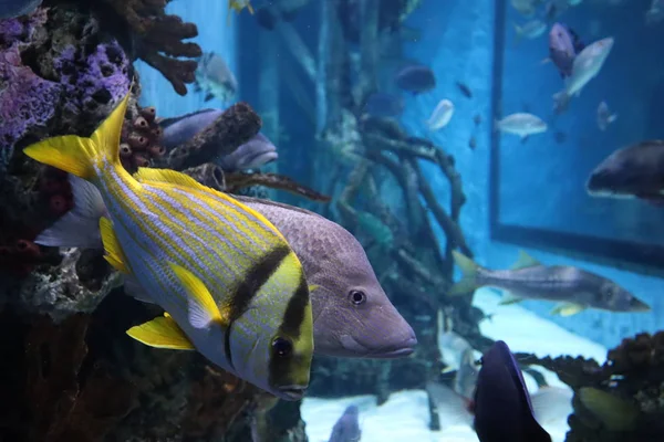 Tropical Fish Aquarium — Stock Photo, Image