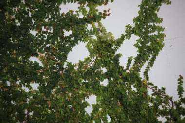 Yeşil bush beton duvara büyür. Beton duvar zemin üzerine yeşil yaprakları. 