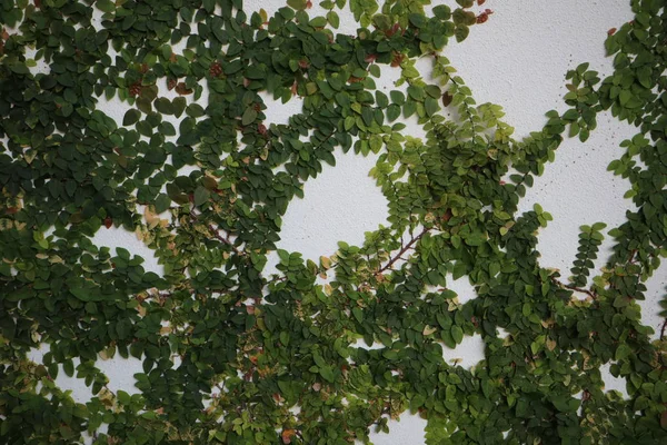 Зелений Буша Росте Бетонну Стіну Зелене Листя Фоні Бетонну Стіну — стокове фото