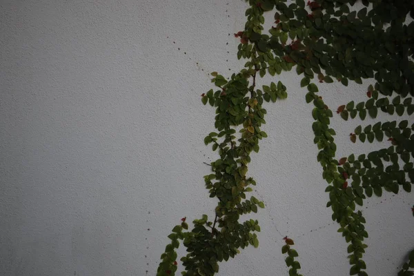 绿色的灌木生长在水泥墙上 绿色叶子在混凝土墙壁背景 — 图库照片