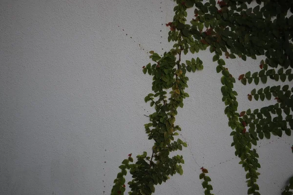 Arbusto Verde Cresce Uma Parede Concreto Folhas Verdes Fundo Parede — Fotografia de Stock