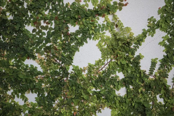 Зелений Буша Росте Бетонну Стіну Зелене Листя Фоні Бетонну Стіну — стокове фото