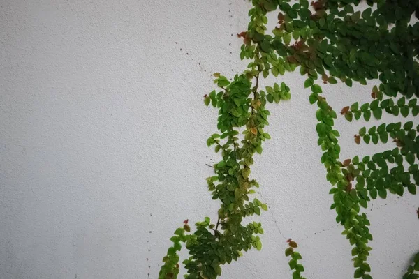 green bush grows on a concrete wall. Green leaves on the concrete wall background.