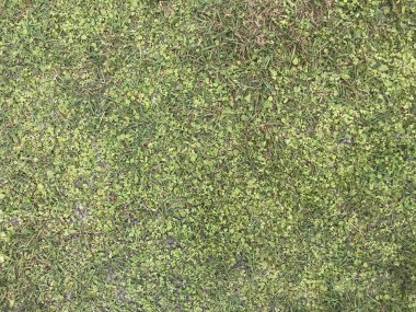 yeşil çim ve arka plan. Doğa yeşil çim arka plan üst görünümü