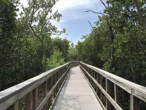 Wooden bridge lead to jungle. Wooden Trails. Boardwalk. A dock over the water at Indian Rocks Beach Nature Preserve in Largo, Florida.
