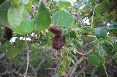 Gray Nicker (Caesalpinia bonduc, Caesalpinia bonducella), branch with fruit, nickernuts or nickar nuts. Caesalpinia bonduc. Fort De Soto Park, Florida clipart